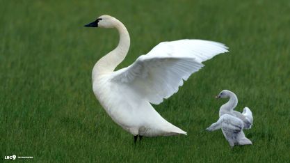 Learning How to Extend Their Wings